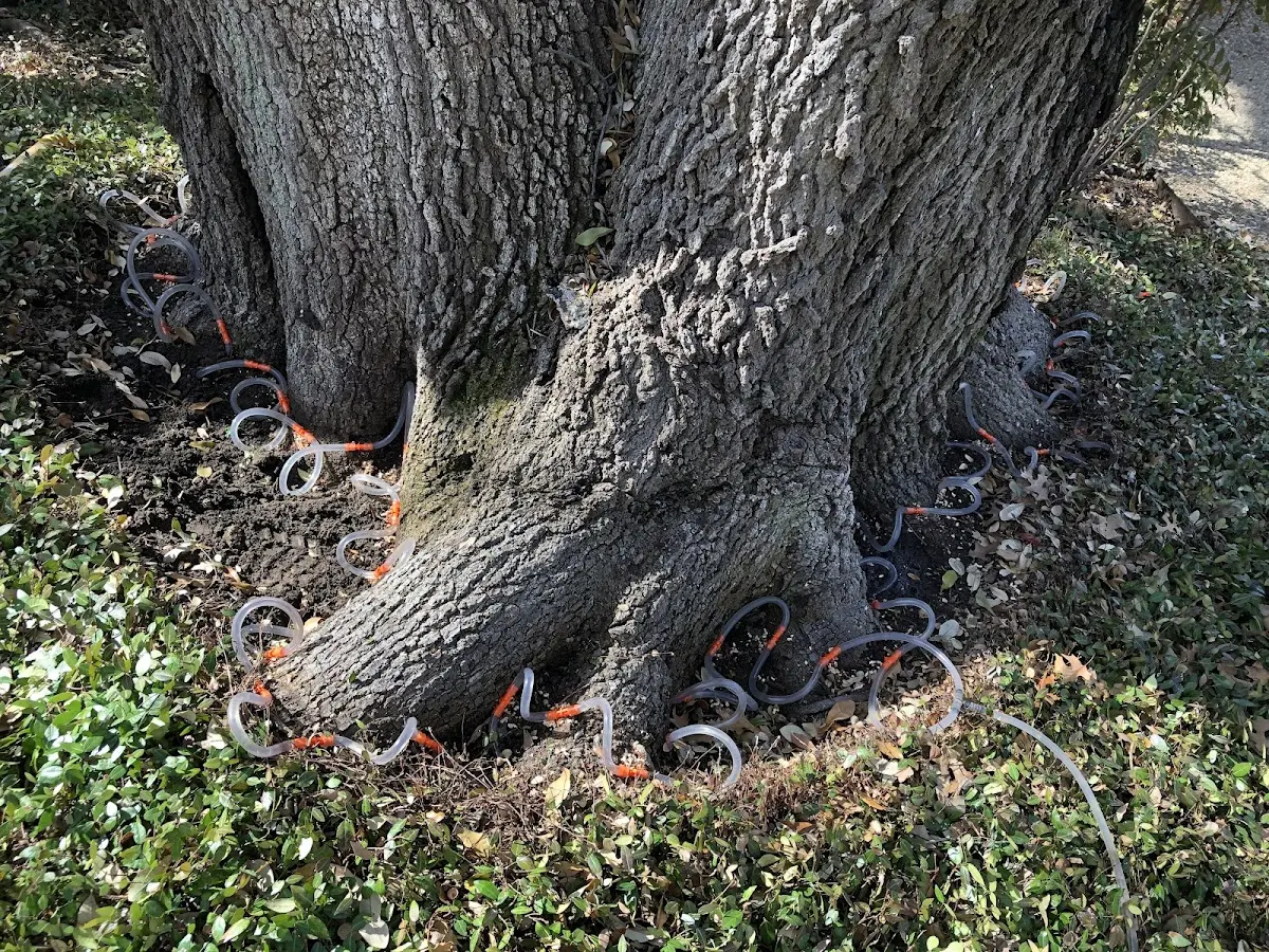 Detailed Tree Cabling and Bracing job site in West Lafayette