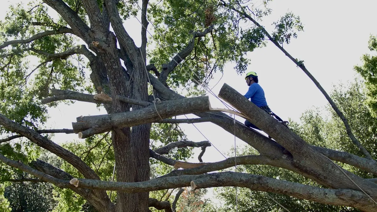Professional Crown Thinning performed by certified arborists in West Lafayette